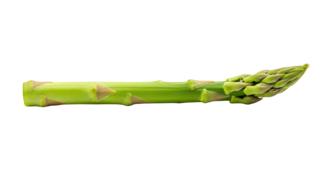 Fresh Asparagus Stem with Tightly Packed Buds