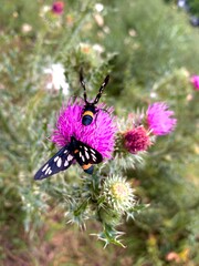 Amata phegea. Onopordum acanthium. Insects on a pink flower. Shrubs. Summer plants. Field plants.