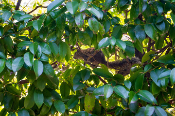 A squirrel is hidden among dense green leaves and branches of a tree in bright daylight, creating a...