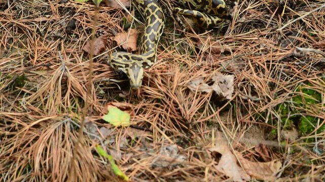 royal python close up with skin texture. snake python on rocks and on ground surface