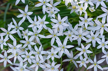 A dense cluster of star of Bethlehem flowers with white petals and yellow centers blooms vibrantly...