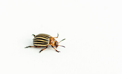 Macro shot of a colorado potato beetle with distinctive black stripes