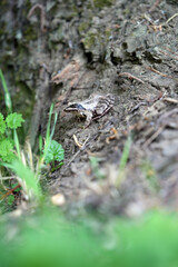 frog in the woods