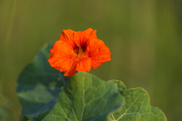 The flowers of Tropaeolum majus, the garden nasturtium