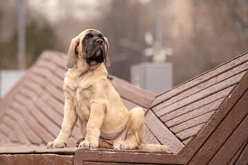 An English Mastiff puppy in an urban environment. A beautiful powerful breed of companion dogs