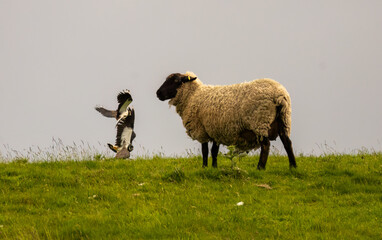 Lapwing birds fighting in a meadow with a sheep grazing on the hill