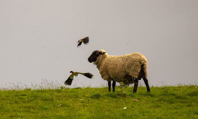 Lapwing birds fighting in a meadow with a sheep grazing on the hill