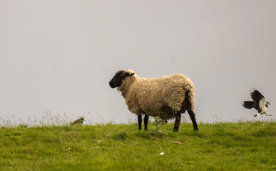 Lapwing birds fighting in a meadow with a sheep grazing on the hill