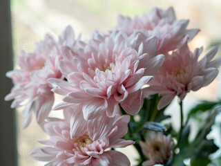 light pink chrysanthemum flowers in a bouquet