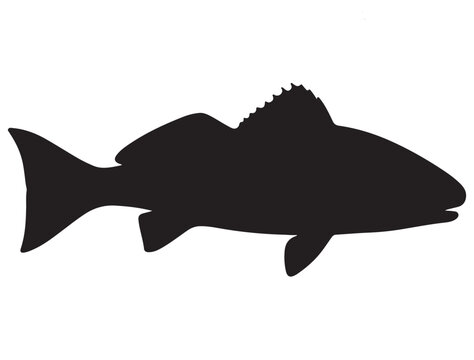 RED DRUM FISH SILHOUETTE