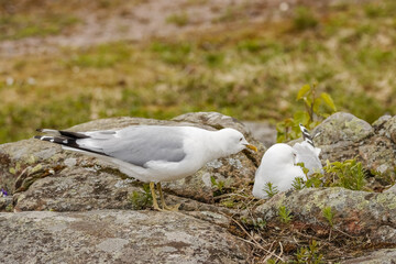 Common gull, Larus canus on its nest on a cliff at the Korkeasaari Zoo. It is a common water bird...