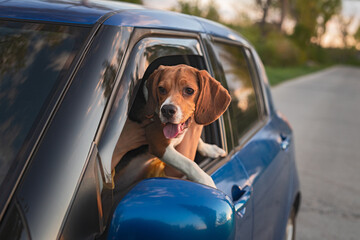 A cheerful beagle leaning out of a car, enjoying the scenery on a bright evening, symbolizing...