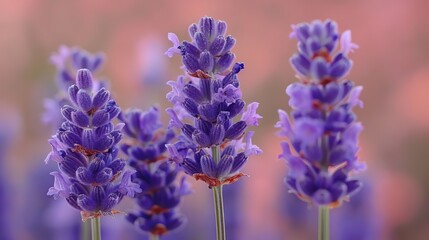 Obraz premium Stunning Close Up of Purple Lavender Flowers Blooming in a Field Beautiful Nature