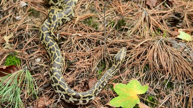royal python close up with skin texture. snake python on rocks and on ground surface