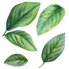 Watercolor Green Leaves Clipart Set Botanical Foliage Elements for Floral Design Wedding Invitation Natural Packaging, Eco Decor