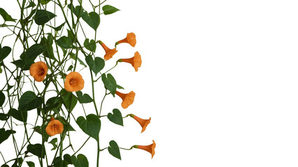 Blooming Orange Trumpet Flower: A vibrant display of orange trumpet flowers with heart-shaped leaves. The natural beauty and vivid colors are emphasized in a captivating image.