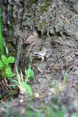 frog in the woods