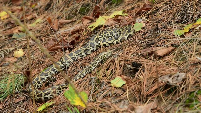 royal python close up with skin texture. snake python on rocks and on ground surface