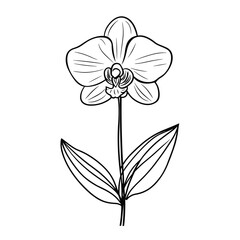 Obraz premium Single line drawing of an orchid flower with leaves 