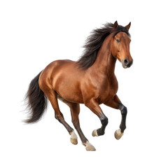 Obraz premium Majestic chestnut horse galloping gracefully on a white background showcasing beauty and strength of equine spirit Transparent background or png