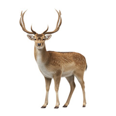 Majestic deer standing gracefully in natural environment showcasing its antlers and beautiful fur coat Transparent background or png
