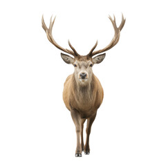 Majestic Stag Standing Gracefully in Natural Habitat with Antlers Displaying Strength and Beauty Transparent background or png