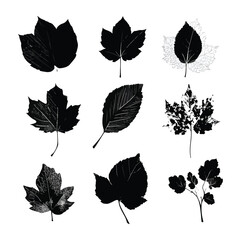 Obraz premium autumn leaf silhouette set, Black & White silhouette set