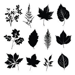 Obraz premium autumn leaf silhouette set, Black & White silhouette set