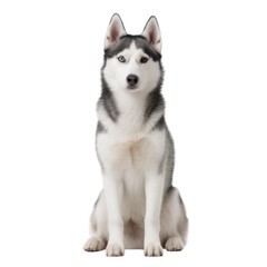 Fototapeta premium Majestic Siberian Husky Dog with Blue Eyes Posed Gracefully Against a White Background Transparent background or png