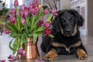 A Hovawart puppy at home. The dog lies next to a vase of tulips.