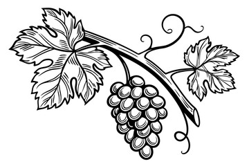 Obraz premium Grape branch hand drawing vintage style black and white clip art. Isolated on white background
