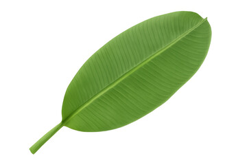 Obraz premium Realistic banana leaf with transparent background, perfect for tropical designs and nature-inspired projects
