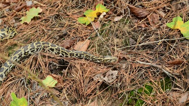 royal python close up with skin texture. snake python on rocks and on ground surface