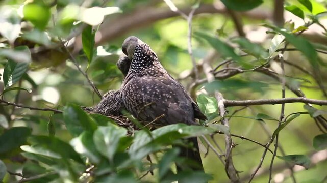 Spotted Dove - Spilopelia chinensis ceylonensis, bird in a nest with chicks, the bird feeds the chicks