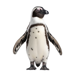 Playful African Penguin Standing Proudly with Fluffy Feathers and Unique Facial Features against White Background Transparent background or png
