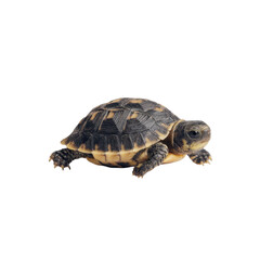 Close-up View of an Adorable Baby Tortoise Crawling on White Background Transparent background or png