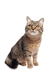 Brown tabby cat with golden eyes and striped fur sitting upright on white background, gazing slightly upward with an alert and calm expression