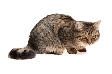 Brown tabby cat with black stripes crouched low to the ground on a white background, appearing alert and focused with wide amber eyes