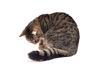 Brown tabby cat with striped fur curled in a compact pose on white background, grooming its paw with focused and relaxed demeanor