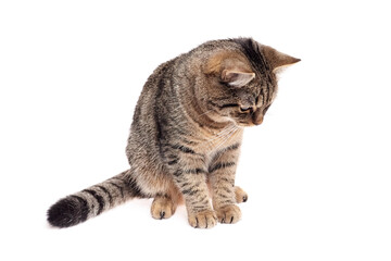 Brown tabby cat sitting upright with tail curled, head tilted down, appearing focused or curious, isolated on a clean white studio background