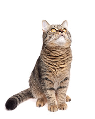 Brown striped tabby cat with bright amber eyes sitting attentively and gazing upward, posed on a clean white studio background with focused expression