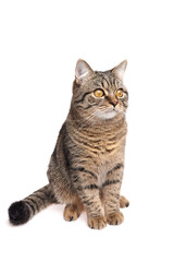Brown tabby cat with amber eyes sitting calmly, gazing forward with a focused and curious expression, isolated on a bright white studio background