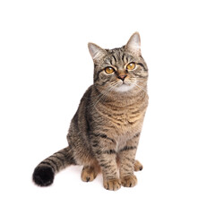 Cute brown tabby cat with striped fur and amber eyes sitting upright and staring forward with a curious, calm expression against a white background