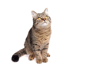 Brown tabby cat sitting with tail curled, head tilted upward and eyes wide open, appearing curious and attentive, isolated against white background