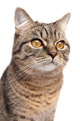 Detailed close-up of a brown striped tabby cat with golden amber eyes, focused expression, and soft fur, isolated on a white studio background