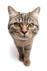 Front-facing tabby cat with golden eyes, raised paw and focused expression walking toward the camera, captured against a white background