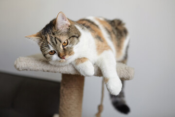 Calico cat with white, orange, and black fur lies stretched out on a cozy beige cat tree platform,...