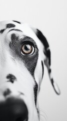black and white dog portrait