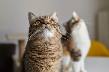 Close-up of a tabby and a calico cat indoors, both looking upward with intense curiosity and...
