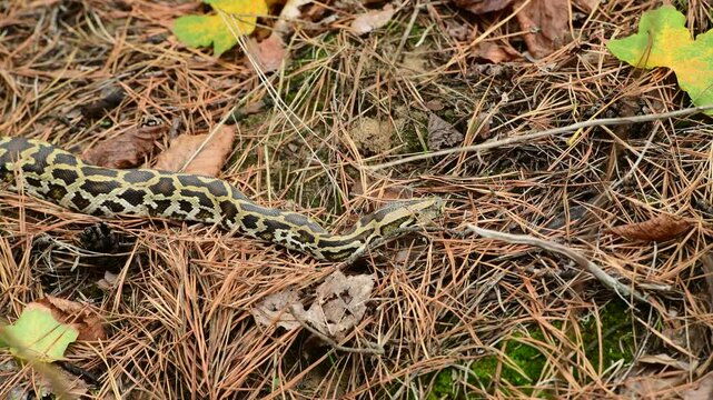 royal python close up with skin texture. snake python on rocks and on ground surface